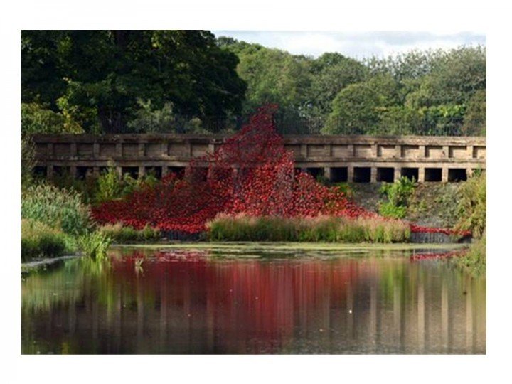 Yorkshire Sculpture Park Poppies Wave